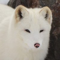 arctic fox