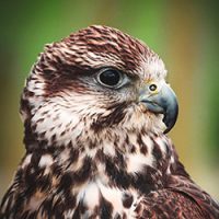 falcon